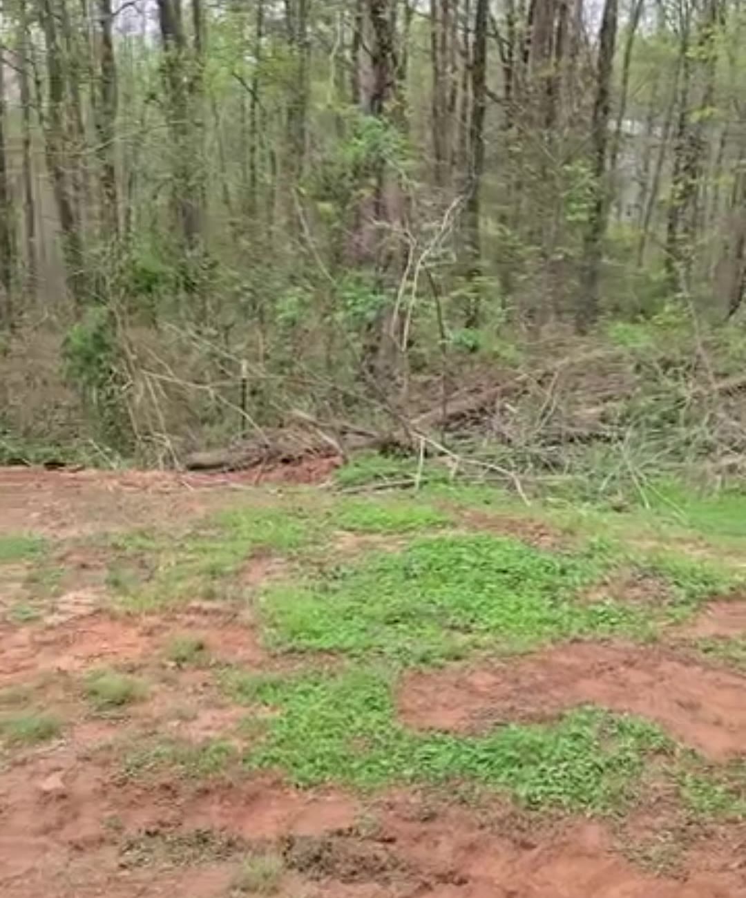 Overgrown woods edge cleared down to red clay