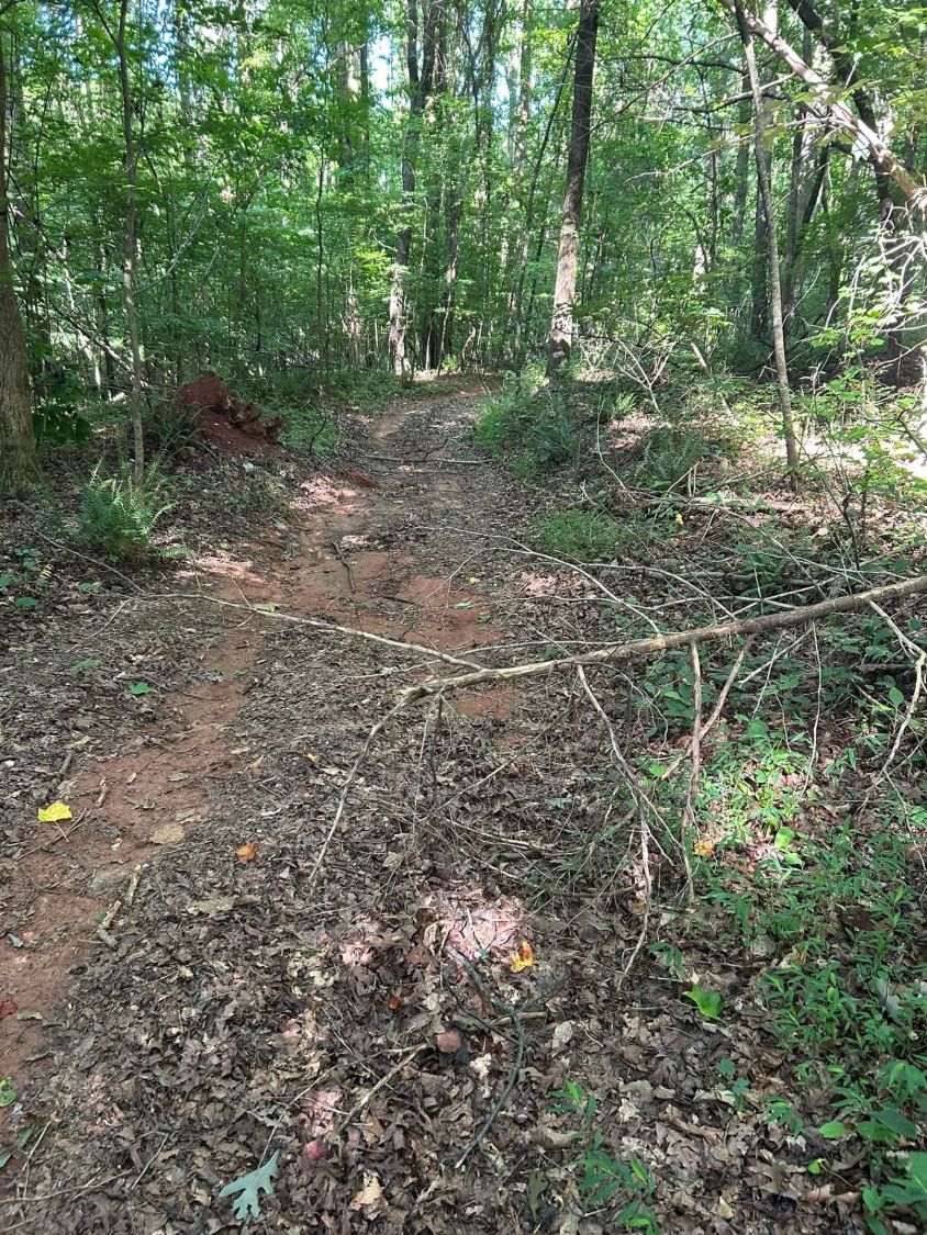 Before: leaf-covered, overgrown woods trail with fallen branches